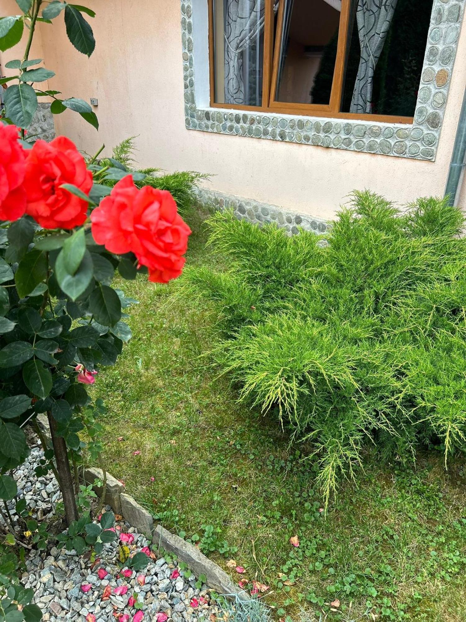 Pensiunea Casa Nina Cartisoara Ngoại thất bức ảnh
